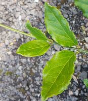 Euonymus ogisu 